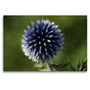 Premium Textil-Leinwand 120 x 80 cm Quer-Format Blaue Kugeldistel (Echinops) | Wandbild, HD-Bild auf Keilrahmen, Fertigbild auf hochwertigem Vlies, Leinwanddruck von kattobello