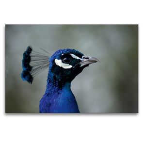 Premium Textil-Leinwand 120 x 80 cm Quer-Format Blauer Pfau Portrait | Wandbild, HD-Bild auf Keilrahmen, Fertigbild auf hochwertigem Vlies, Leinwanddruck von Kattobello