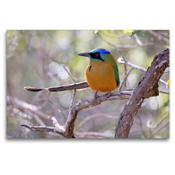 Premium Textil-Leinwand 120 x 80 cm Quer-Format Blauscheitelmotmot (Momotus Momota) | Wandbild, HD-Bild auf Keilrahmen, Fertigbild auf hochwertigem Vlies, Leinwanddruck von © viaje.ch