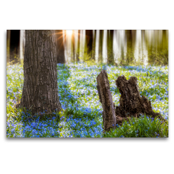 Premium Textil-Leinwand 120 x 80 cm Quer-Format Blausternchen | Wandbild, HD-Bild auf Keilrahmen, Fertigbild auf hochwertigem Vlies, Leinwanddruck von Tilo Grellmann Photography