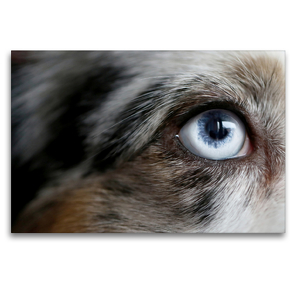 Premium Textil-Leinwand 120 x 80 cm Quer-Format Blue Merle Auge von einem American Shepherd | Wandbild, HD-Bild auf Keilrahmen, Fertigbild auf hochwertigem Vlies, Leinwanddruck von Youlia