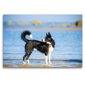 Premium Textil-Leinwand 120 x 80 cm Quer-Format Border Collie am Strand | Wandbild, HD-Bild auf Keilrahmen, Fertigbild auf hochwertigem Vlies, Leinwanddruck von Barbara Homolka