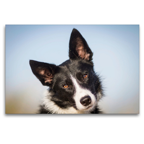 Premium Textil-Leinwand 120 x 80 cm Quer-Format Border Collie – mein treuer Begleiter | Wandbild, HD-Bild auf Keilrahmen, Fertigbild auf hochwertigem Vlies, Leinwanddruck von Barbara Homolka