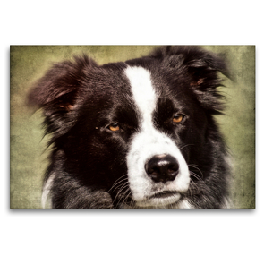 Premium Textil-Leinwand 120 x 80 cm Quer-Format Border Collie | Wandbild, HD-Bild auf Keilrahmen, Fertigbild auf hochwertigem Vlies, Leinwanddruck von Kattobello