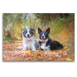 Premium Textil-Leinwand 120 x 80 cm Quer-Format Border Collies im herbstlichen Wald | Wandbild, HD-Bild auf Keilrahmen, Fertigbild auf hochwertigem Vlies, Leinwanddruck von Barbara Homolka