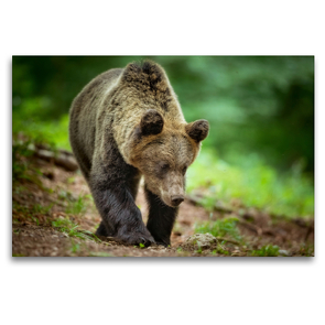 Premium Textil-Leinwand 120 x 80 cm Quer-Format Braunbär | Wandbild, HD-Bild auf Keilrahmen, Fertigbild auf hochwertigem Vlies, Leinwanddruck von Johann Schörkhuber