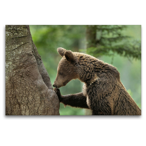 Premium Textil-Leinwand 120 x 80 cm Quer-Format Braunbär | Wandbild, HD-Bild auf Keilrahmen, Fertigbild auf hochwertigem Vlies, Leinwanddruck von Johann Schörkhuber
