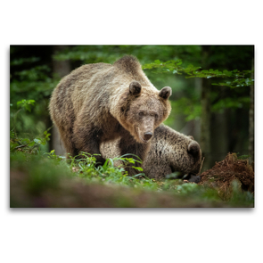 Premium Textil-Leinwand 120 x 80 cm Quer-Format Braunbären in Slowenien | Wandbild, HD-Bild auf Keilrahmen, Fertigbild auf hochwertigem Vlies, Leinwanddruck von Johann Schörkhuber