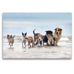 Premium Textil-Leinwand 120 x 80 cm Quer-Format Aussie, Beagle und Co. am Strand | Wandbild, HD-Bild auf Keilrahmen, Fertigbild auf hochwertigem Vlies, Leinwanddruck von Annett Mirsberger