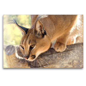 Premium Textil-Leinwand 120 x 80 cm Quer-Format Caracal – Namibia | Wandbild, HD-Bild auf Keilrahmen, Fertigbild auf hochwertigem Vlies, Leinwanddruck von Astrid Ziemer