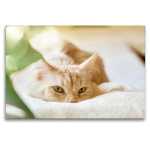 Premium Textil-Leinwand 120 x 80 cm Quer-Format Casper | Wandbild, HD-Bild auf Keilrahmen, Fertigbild auf hochwertigem Vlies, Leinwanddruck von N N