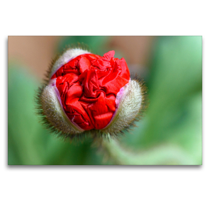 Premium Textil-Leinwand 120 x 80 cm Quer-Format Das rote Seidentuch – roter Mohn | Wandbild, HD-Bild auf Keilrahmen, Fertigbild auf hochwertigem Vlies, Leinwanddruck von HerzogPictures