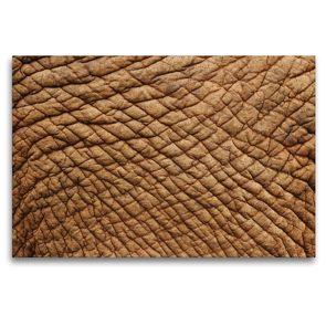 Premium Textil-Leinwand 120 x 80 cm Quer-Format Der Afrikanische Elefant – Loxodonta africana | Wandbild, HD-Bild auf Keilrahmen, Fertigbild auf hochwertigem Vlies, Leinwanddruck von Barbara Fraatz