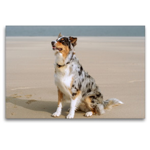 Premium Textil-Leinwand 120 x 80 cm Quer-Format Der Australian Shepherd ist ein gelehriger und aufmerksamer Hund | Wandbild, HD-Bild auf Keilrahmen, Fertigbild auf hochwertigem Vlies, Leinwanddruck von Susanne Herppich