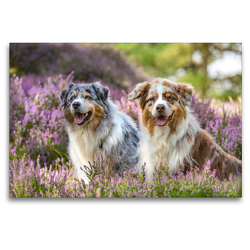 Premium Textil-Leinwand 120 x 80 cm Quer-Format Zwei Australian Shepherds sitzen strahlend in der lila Heidelandschaft | Wandbild, HD-Bild auf Keilrahmen, Fertigbild auf hochwertigem Vlies, Leinwanddruck von Annett Mirsberger