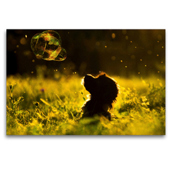 Premium Textil-Leinwand 120 x 80 cm Quer-Format dogs bubble | Wandbild, HD-Bild auf Keilrahmen, Fertigbild auf hochwertigem Vlies, Leinwanddruck von boris robert