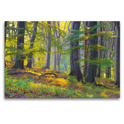 Premium Textil-Leinwand 120 x 80 cm Quer-Format Ein alter Wald | Wandbild, HD-Bild auf Keilrahmen, Fertigbild auf hochwertigem Vlies, Leinwanddruck von LianeM