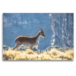 Premium Textil-Leinwand 120 x 80 cm Quer-Format Ein junger Walia Steinbock im Simien-Nationalpark. | Wandbild, HD-Bild auf Keilrahmen, Fertigbild auf hochwertigem Vlies, Leinwanddruck von dotmatchbox