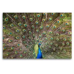 Premium Textil-Leinwand 120 x 80 cm Quer-Format Ein Pfau schlägt sein Rad | Wandbild, HD-Bild auf Keilrahmen, Fertigbild auf hochwertigem Vlies, Leinwanddruck von Gisela Kruse