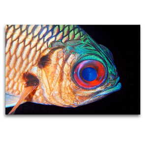 Premium Textil-Leinwand 120 x 80 cm Quer-Format Ein Soldatenfisch im Freiwasser – eine tolle Begegnung! | Wandbild, HD-Bild auf Keilrahmen, Fertigbild auf hochwertigem Vlies, Leinwanddruck von Ute Niemann