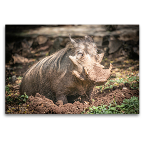 Premium Textil-Leinwand 120 x 80 cm Quer-Format Ein Wildschwein bei Arba Minch, Äthiopien. | Wandbild, HD-Bild auf Keilrahmen, Fertigbild auf hochwertigem Vlies, Leinwanddruck von dotmatchbox