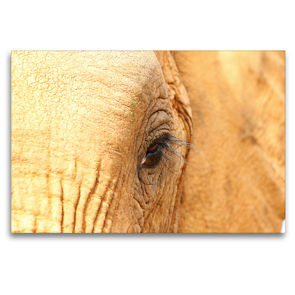 Premium Textil-Leinwand 120 x 80 cm Quer-Format Elefantenauge | Wandbild, HD-Bild auf Keilrahmen, Fertigbild auf hochwertigem Vlies, Leinwanddruck von Barbara Fraatz