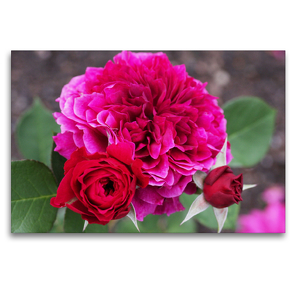 Premium Textil-Leinwand 120 x 80 cm Quer-Format Englische Rose Prospero in dunklem Pink | Wandbild, HD-Bild auf Keilrahmen, Fertigbild auf hochwertigem Vlies, Leinwanddruck von Gisela Kruse