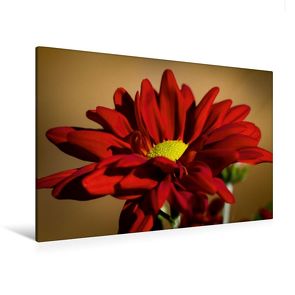 Premium Textil-Leinwand 120 x 80 cm Quer-Format Flower-Power | Wandbild, HD-Bild auf Keilrahmen, Fertigbild auf hochwertigem Vlies, Leinwanddruck von Andreas Levi – PHOTOmedia++ von Levi - PHOTOmedia++,  Andreas