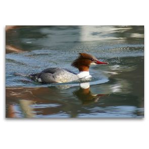 Premium Textil-Leinwand 120 x 80 cm Quer-Format Gänsesäger (Mergus merganser) Weibchen | Wandbild, HD-Bild auf Keilrahmen, Fertigbild auf hochwertigem Vlies, Leinwanddruck von kattobello