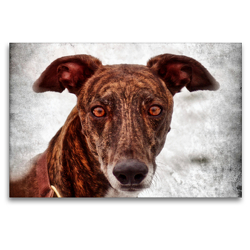 Premium Textil-Leinwand 120 x 80 cm Quer-Format Galgo Espaniol | Wandbild, HD-Bild auf Keilrahmen, Fertigbild auf hochwertigem Vlies, Leinwanddruck von Kattobello