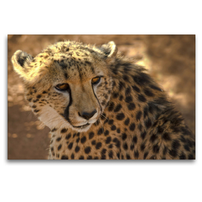 Premium Textil-Leinwand 120 x 80 cm Quer-Format Gepard Namibia | Wandbild, HD-Bild auf Keilrahmen, Fertigbild auf hochwertigem Vlies, Leinwanddruck von Astrid Ziemer