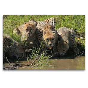 Premium Textil-Leinwand 120 x 80 cm Quer-Format Geparden – am Wasserloch | Wandbild, HD-Bild auf Keilrahmen, Fertigbild auf hochwertigem Vlies, Leinwanddruck von Michael Herzog