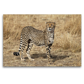 Premium Textil-Leinwand 120 x 80 cm Quer-Format Gepardin in der Savanne Kenias | Wandbild, HD-Bild auf Keilrahmen, Fertigbild auf hochwertigem Vlies, Leinwanddruck von Michael Herzog