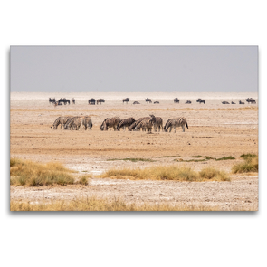 Premium Textil-Leinwand 120 x 80 cm Quer-Format Gnus und Zebras im Etosha-Nationalpark in Namibia | Wandbild, HD-Bild auf Keilrahmen, Fertigbild auf hochwertigem Vlies, Leinwanddruck von Hans Seidl