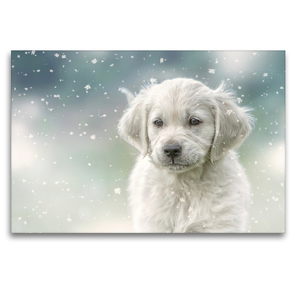 Premium Textil-Leinwand 120 x 80 cm Quer-Format Golden Retriever – Sweet Puppy von Martina Wrede | Wandbild, HD-Bild auf Keilrahmen, Fertigbild auf hochwertigem Vlies, Leinwanddruck von Martina Wrede