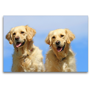 Premium Textil-Leinwand 120 x 80 cm Quer-Format Golden Retriever | Wandbild, HD-Bild auf Keilrahmen, Fertigbild auf hochwertigem Vlies, Leinwanddruck von SchnelleWelten