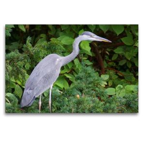 Premium Textil-Leinwand 120 x 80 cm Quer-Format Grey heron (Ardea cinerea) | Wandbild, HD-Bild auf Keilrahmen, Fertigbild auf hochwertigem Vlies, Leinwanddruck von kattobello