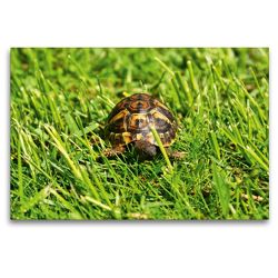 Premium Textil-Leinwand 120 x 80 cm Quer-Format Griechisches Landschildkröten Baby auf der Wiese | Wandbild, HD-Bild auf Keilrahmen, Fertigbild auf hochwertigem Vlies, Leinwanddruck von Kattobello