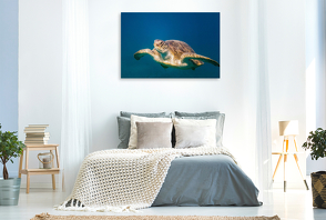 Premium Textil-Leinwand 1200 x 800 cm Quer-Format Grüne Schildkröte in Marsa Alam | Wandbild, HD-Bild auf Keilrahmen, Fertigbild auf hochwertigem Vlies, Leinwanddruck von Gerhard Haupt