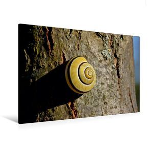 Premium Textil-Leinwand 120 x 80 cm Quer-Format Hain-Bänderschnecke (Cepaea nemoralis) | Wandbild, HD-Bild auf Keilrahmen, Fertigbild auf hochwertigem Vlies, Leinwanddruck von Christine Schmutzler-Schaub von Schmutzler-Schaub,  Christine