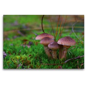 Premium Textil-Leinwand 120 x 80 cm Quer-Format Hallimasch bot. Armillaria mellea | Wandbild, HD-Bild auf Keilrahmen, Fertigbild auf hochwertigem Vlies, Leinwanddruck von Avianaarts Design Fotografie by Tanja Riedel