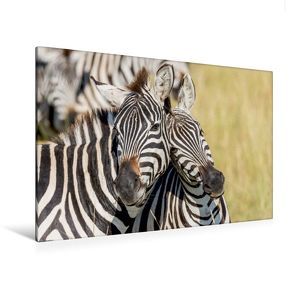 Premium Textil-Leinwand 120 x 80 cm Quer-Format Harmonie bei den Zebras | Wandbild, HD-Bild auf Keilrahmen, Fertigbild auf hochwertigem Vlies, Leinwanddruck von Ingo Gerlach