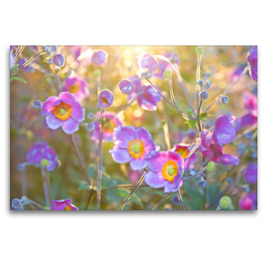 Premium Textil-Leinwand 120 x 80 cm Quer-Format Herbst-Anemonen | Wandbild, HD-Bild auf Keilrahmen, Fertigbild auf hochwertigem Vlies, Leinwanddruck von Elisabeth Schittenhelm