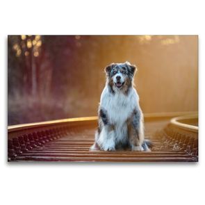 Premium Textil-Leinwand 120 x 80 cm Quer-Format Australian Shepherd im Herbstlicht | Wandbild, HD-Bild auf Keilrahmen, Fertigbild auf hochwertigem Vlies, Leinwanddruck von Annett Mirsberger