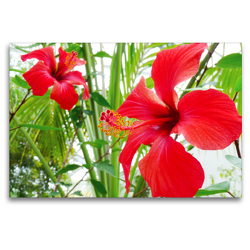 Premium Textil-Leinwand 120 x 80 cm Quer-Format Hibiskus | Wandbild, HD-Bild auf Keilrahmen, Fertigbild auf hochwertigem Vlies, Leinwanddruck von Gisela Kruse