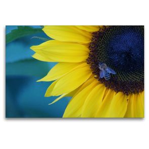 Premium Textil-Leinwand 120 x 80 cm Quer-Format Honigbiene auf Sonnenblumenblüte | Wandbild, HD-Bild auf Keilrahmen, Fertigbild auf hochwertigem Vlies, Leinwanddruck von kattobello