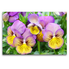 Premium Textil-Leinwand 120 x 80 cm Quer-Format Hornveilchen Viola Sorbet ‚Morpho‘ | Wandbild, HD-Bild auf Keilrahmen, Fertigbild auf hochwertigem Vlies, Leinwanddruck von Gisela Kruse