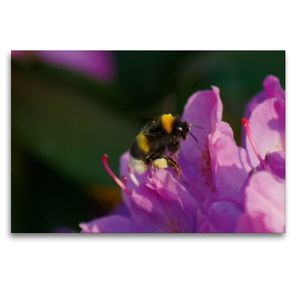 Premium Textil-Leinwand 120 x 80 cm Quer-Format Hummel auf rosa Rhododendronblüte | Wandbild, HD-Bild auf Keilrahmen, Fertigbild auf hochwertigem Vlies, Leinwanddruck von kattobello