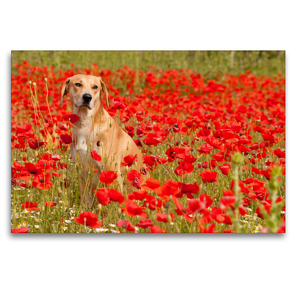 Premium Textil-Leinwand 120 x 80 cm Quer-Format Hund mit rot – Azawakh – Ridgeback | Wandbild, HD-Bild auf Keilrahmen, Fertigbild auf hochwertigem Vlies, Leinwanddruck von Meike Bölts