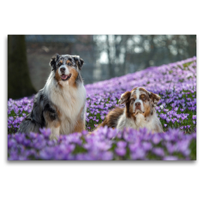 Premium Textil-Leinwand 120 x 80 cm Quer-Format Australian Shepherd im Krokussmeer | Wandbild, HD-Bild auf Keilrahmen, Fertigbild auf hochwertigem Vlies, Leinwanddruck von Annett Mirsberger www.tierpfoto.de